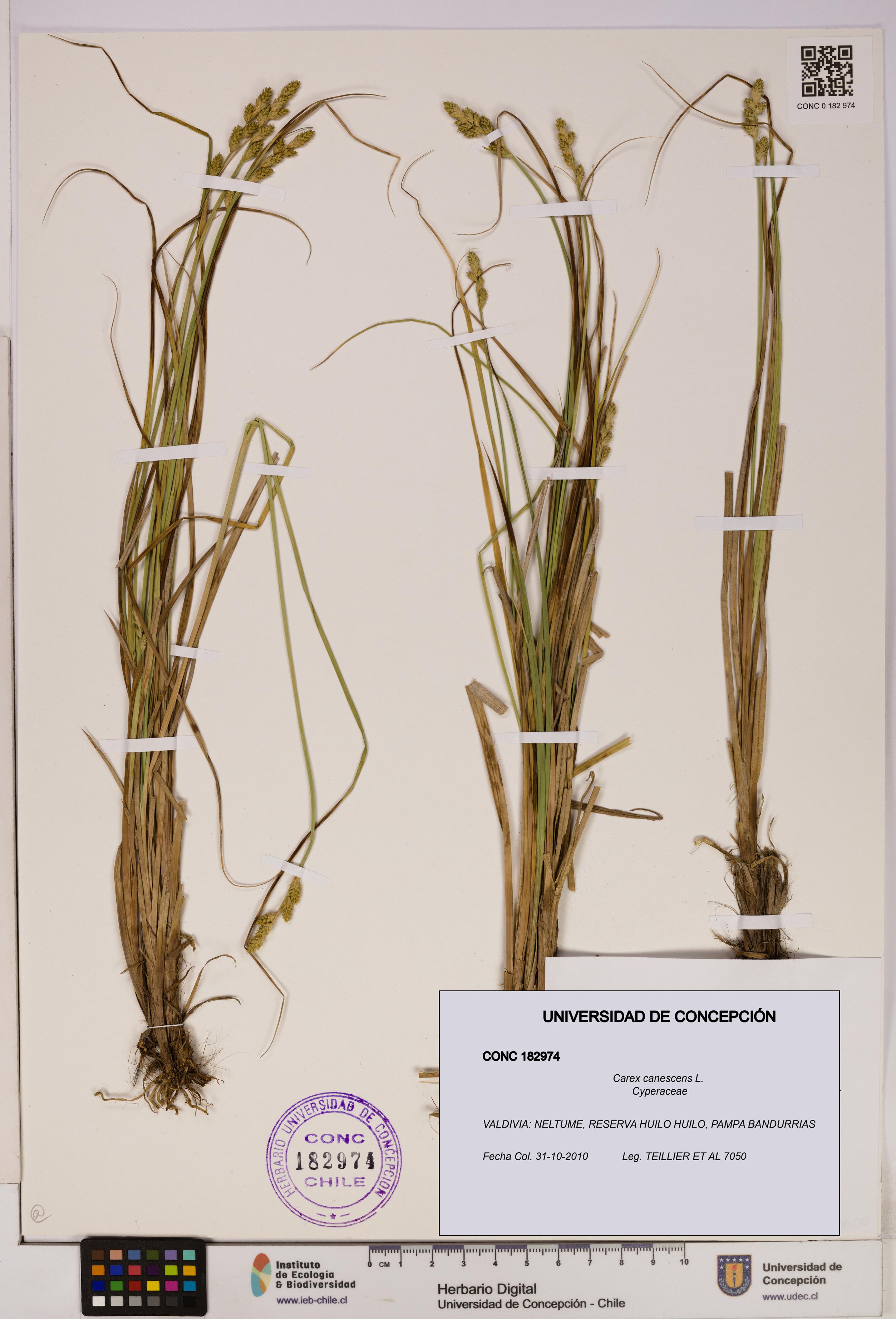 Carex canescens [Espécimen: UDEC:CONC:0182974]