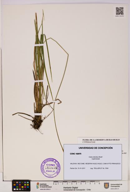 Carex decidua [Espécimen: UDEC:CONC:0182975]