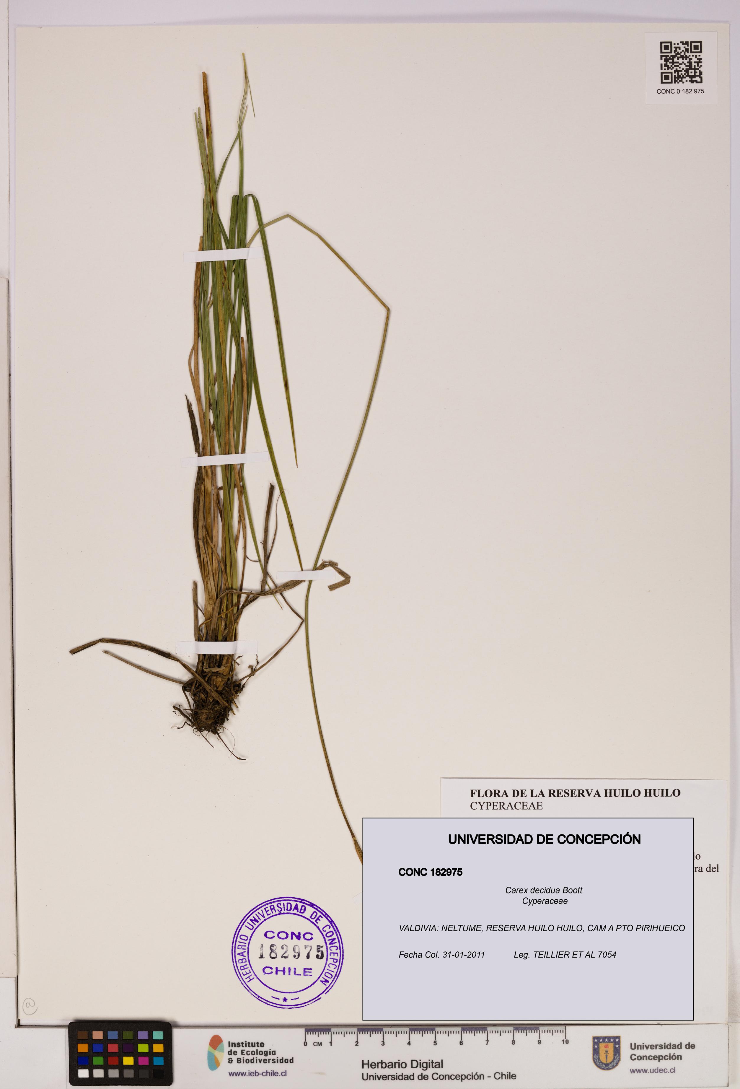 Carex decidua [Espécimen: UDEC:CONC:0182975]