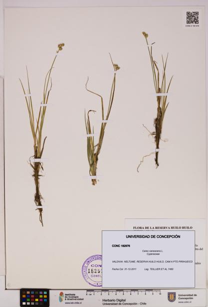 Carex canescens [Espécimen: UDEC:CONC:0182976]