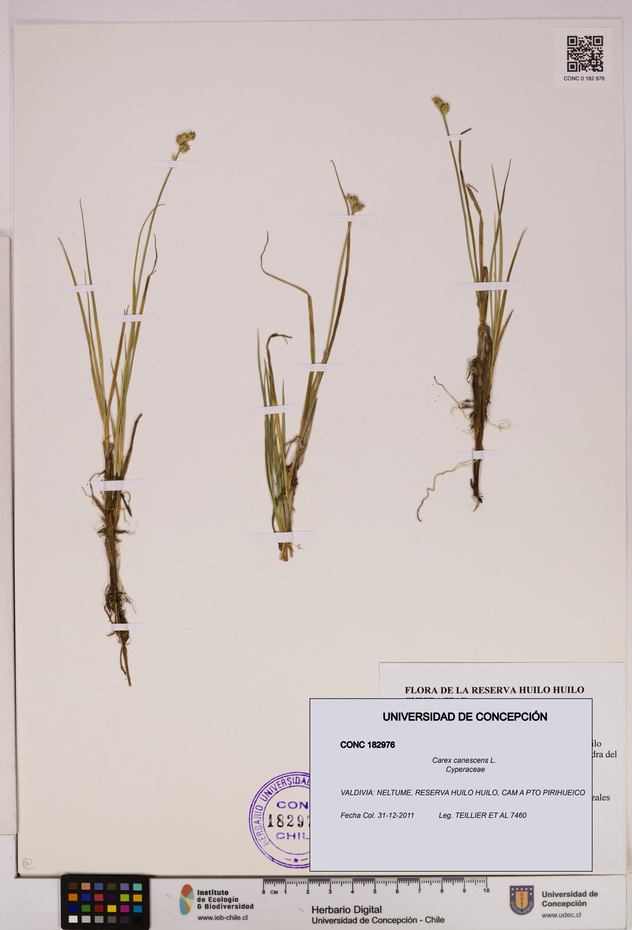 Carex canescens [Espécimen: UDEC:CONC:0182976]
