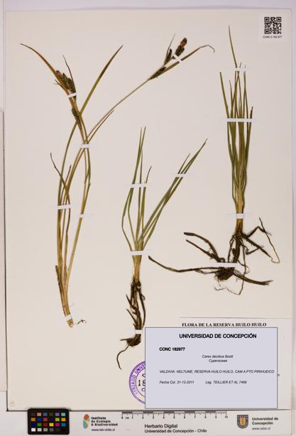 Carex decidua [Espécimen: UDEC:CONC:0182977]