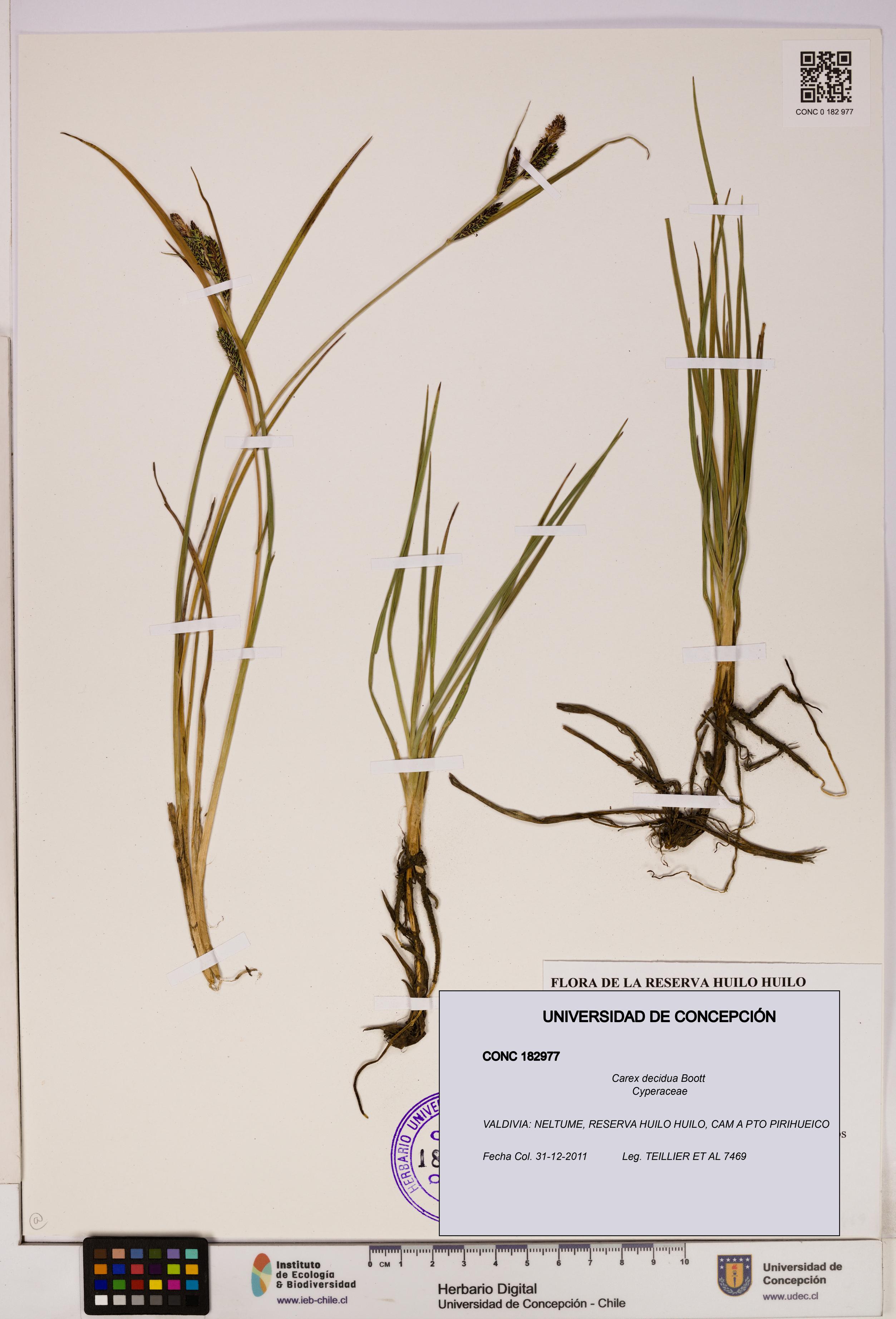Carex decidua [Espécimen: UDEC:CONC:0182977]