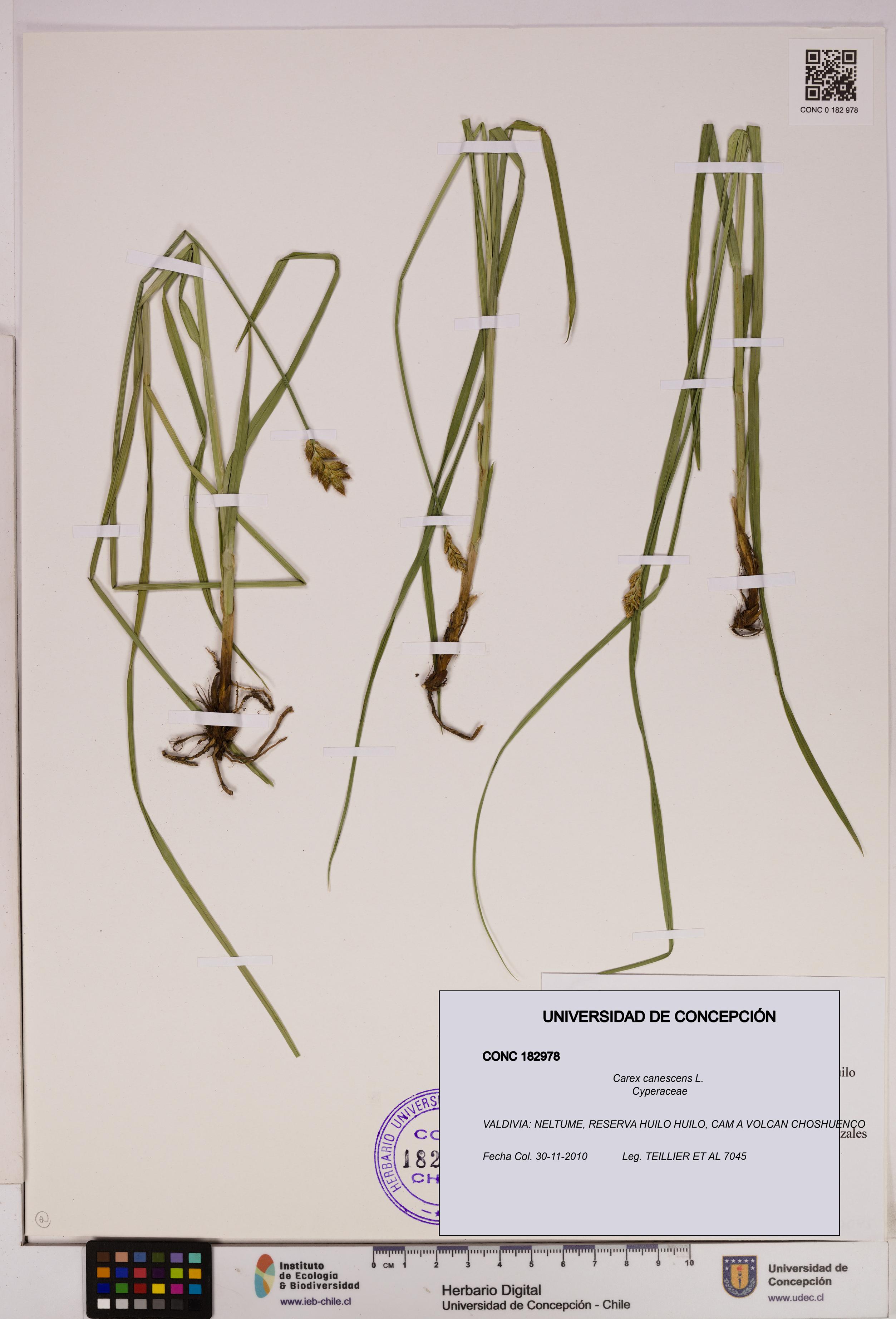 Carex canescens [Espécimen: UDEC:CONC:0182978]