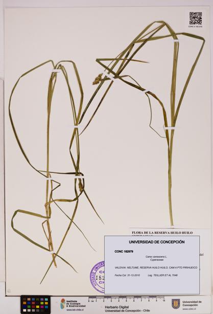 Carex canescens [Espécimen: UDEC:CONC:0182979]
