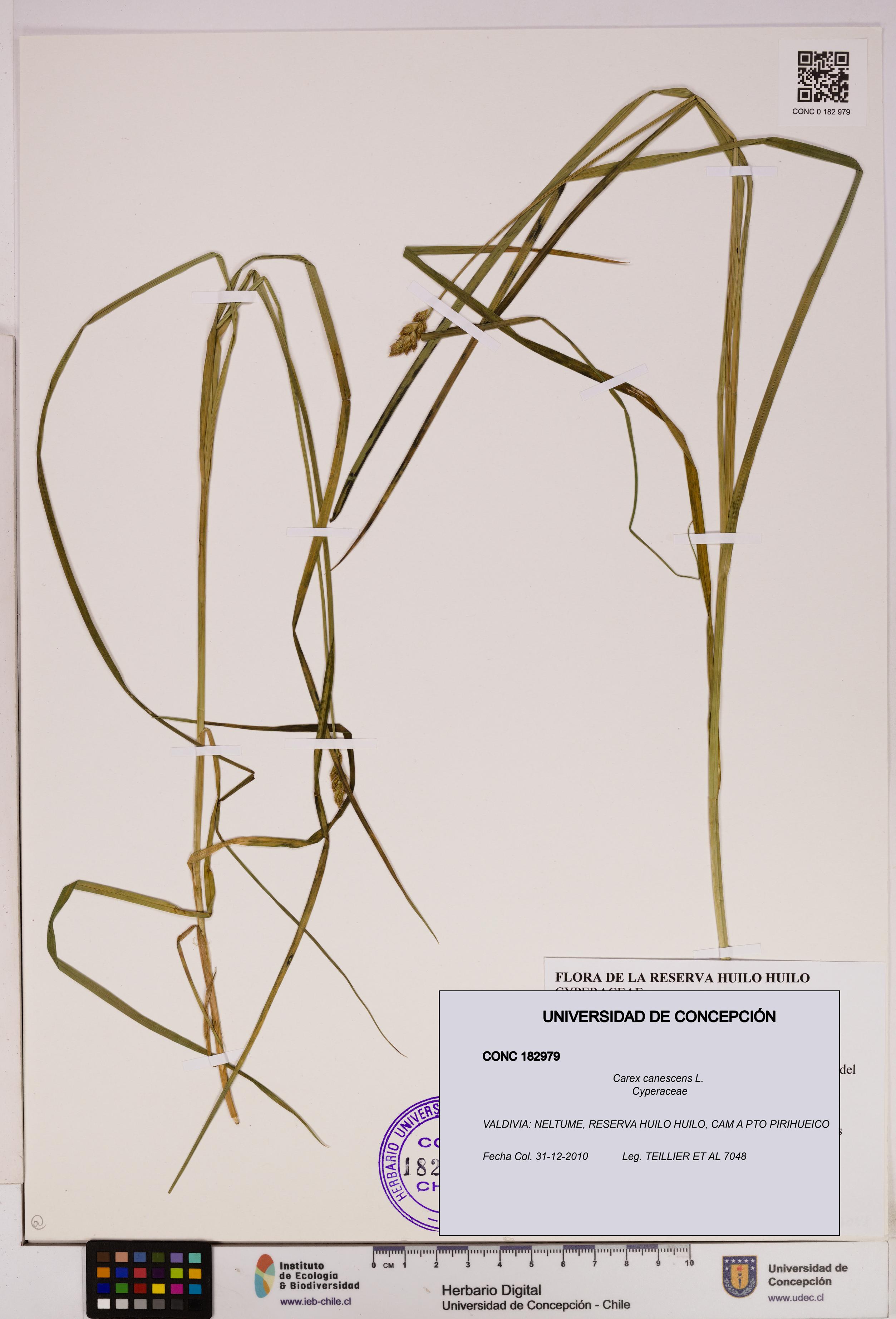 Carex canescens [Espécimen: UDEC:CONC:0182979]