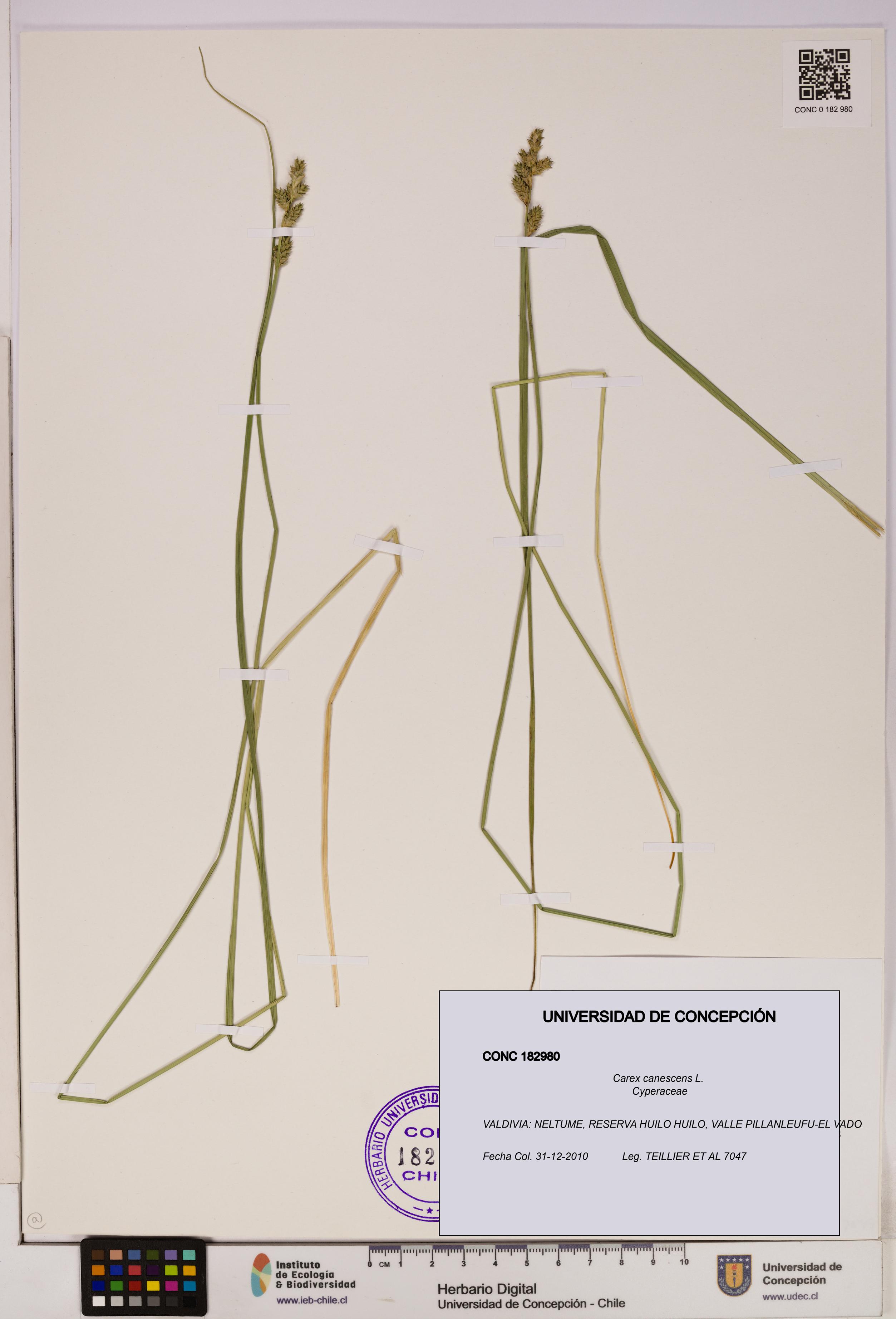 Carex canescens [Espécimen: UDEC:CONC:0182980]