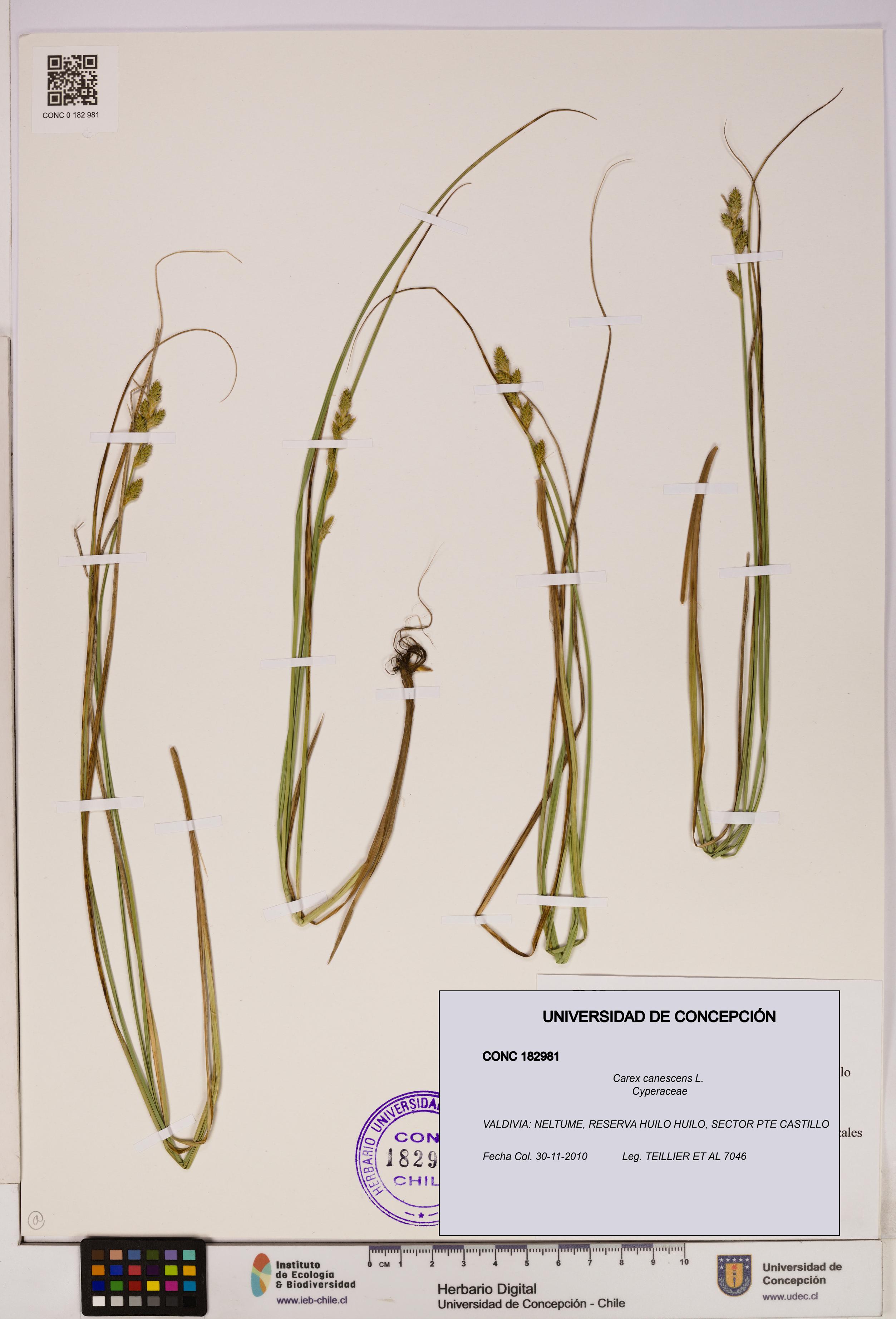 Carex canescens [Espécimen: UDEC:CONC:0182981]
