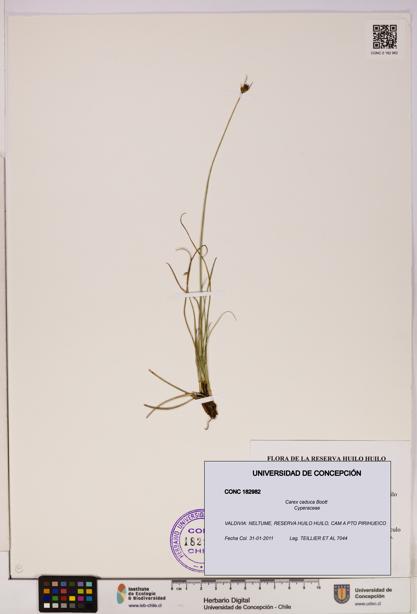 Carex caduca [Espécimen: UDEC:CONC:0182982]