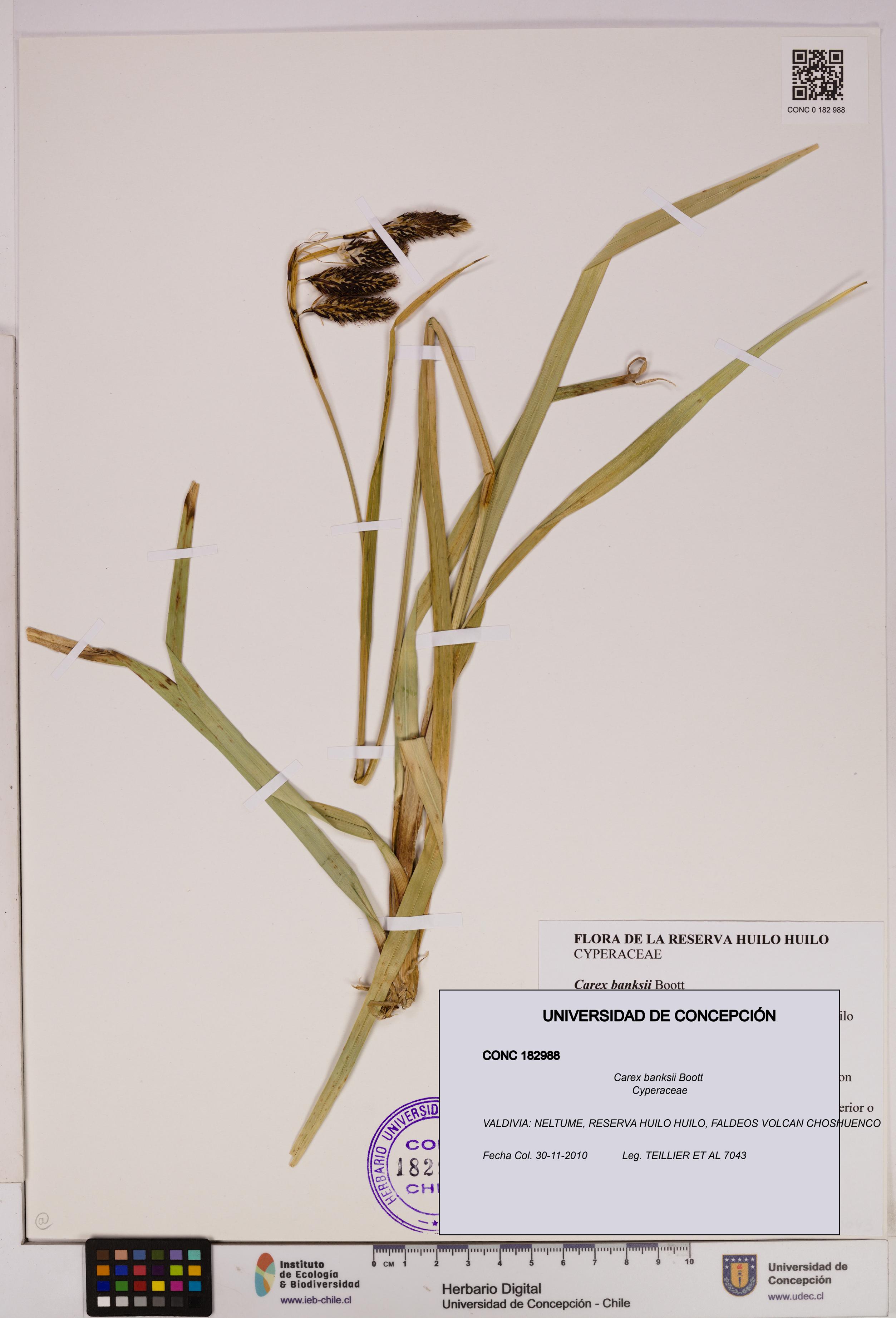Carex banksii [Espécimen: UDEC:CONC:0182988]