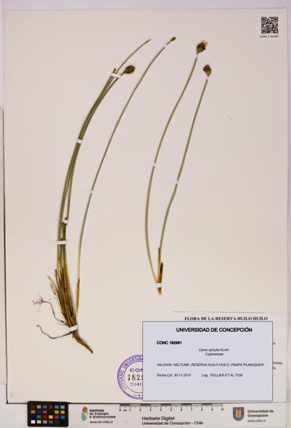 Carex aphylla [Espécimen: UDEC:CONC:0182991]