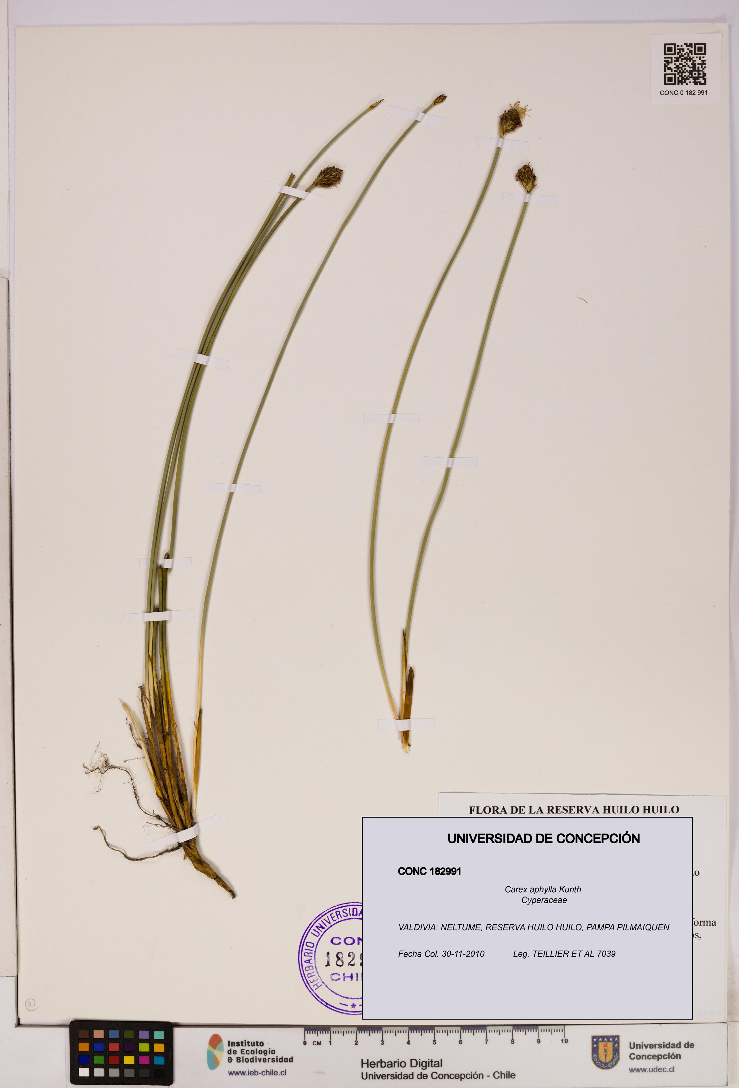 Carex aphylla [Espécimen: UDEC:CONC:0182991]