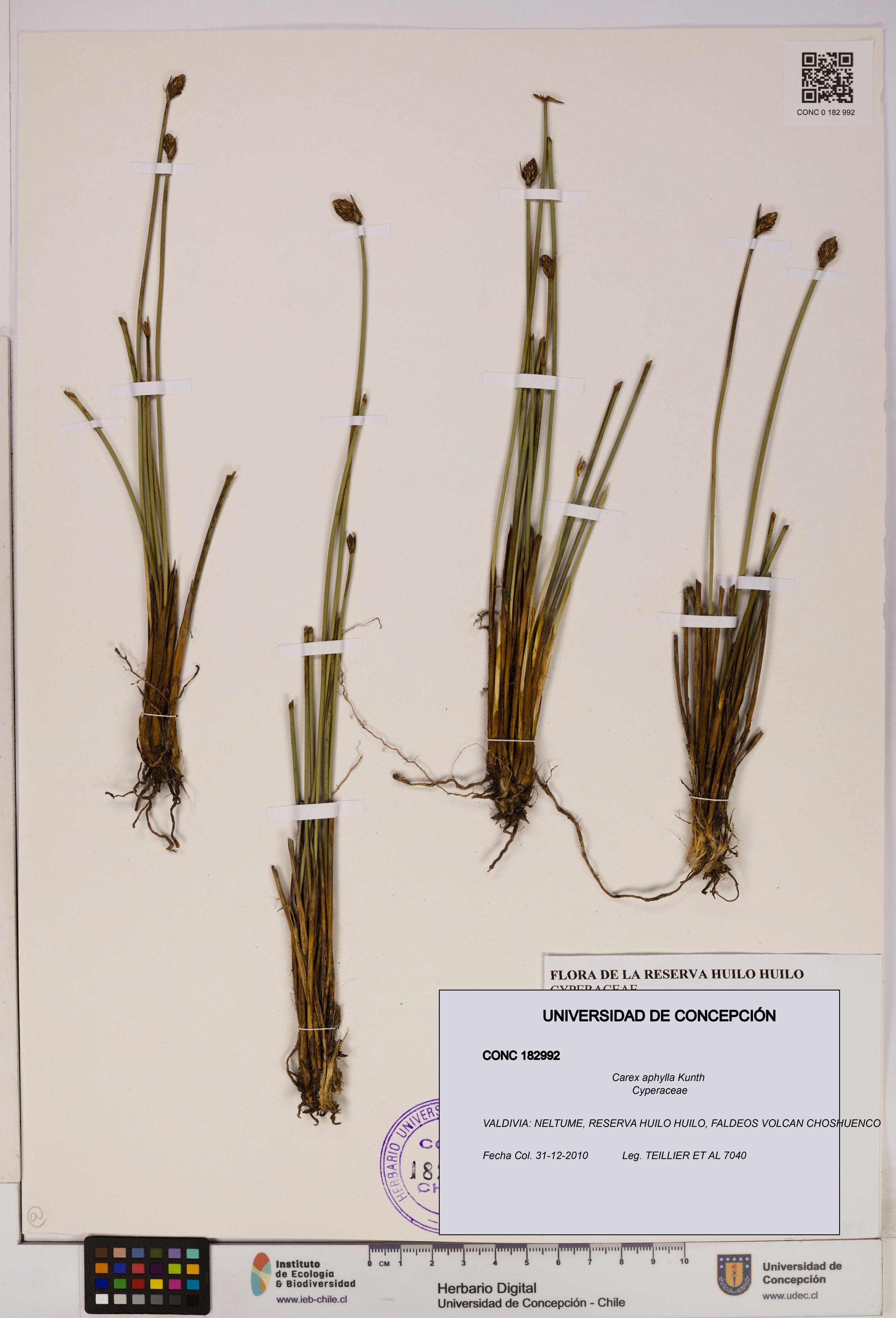 Carex aphylla [Espécimen: UDEC:CONC:0182992]