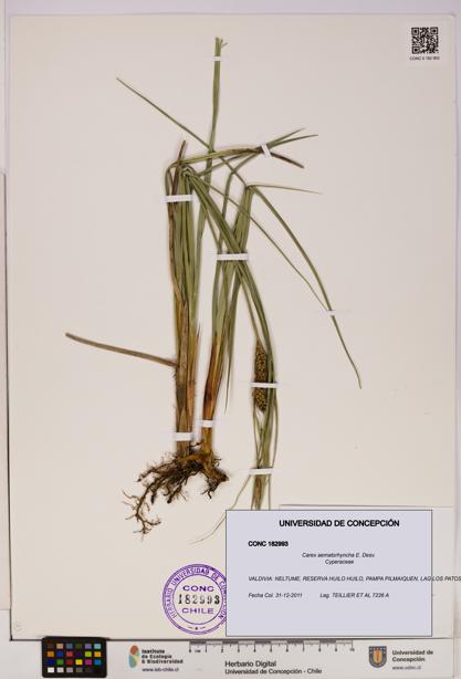 Carex aematorhyncha [Espécimen: UDEC:CONC:0182993]