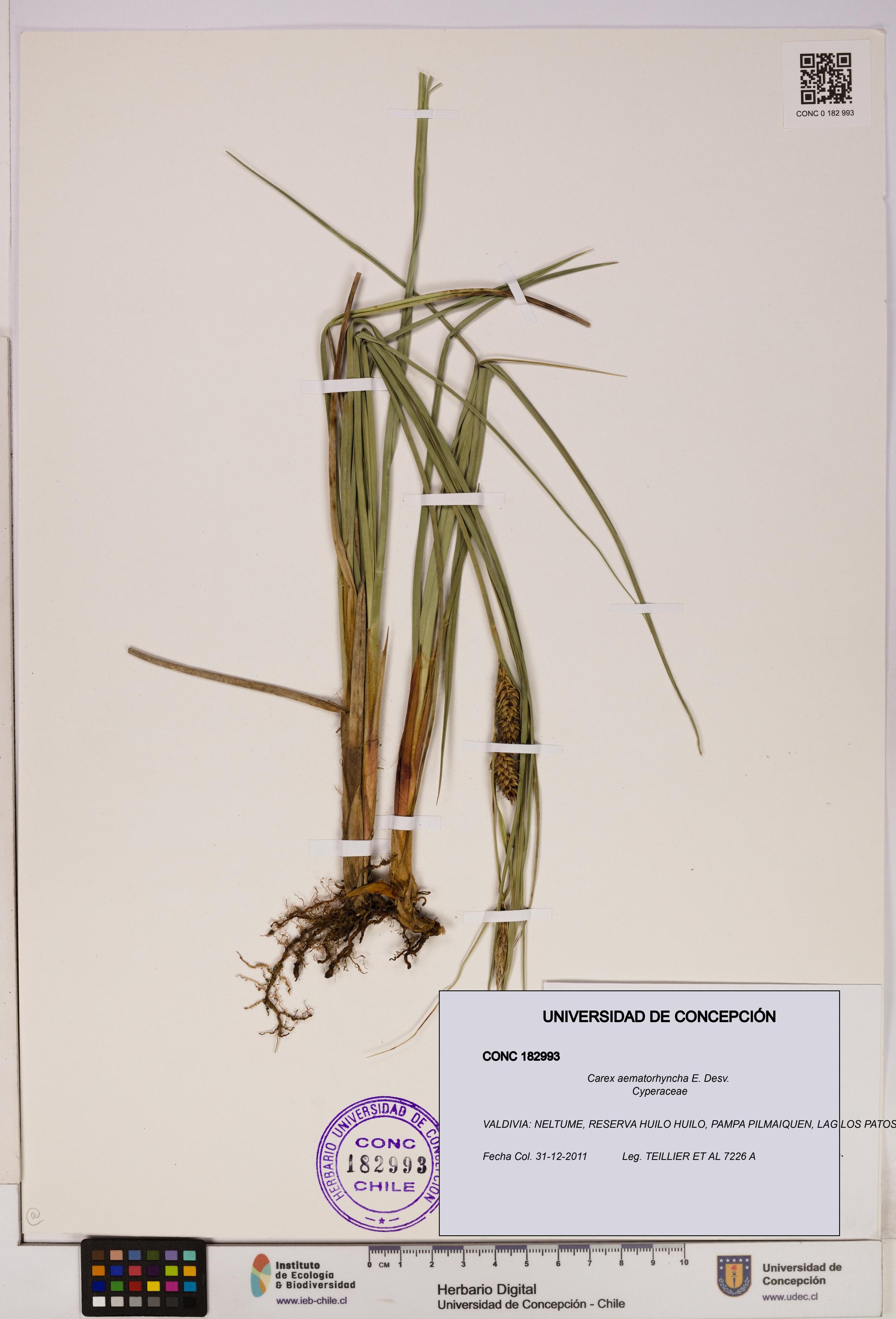 Carex aematorhyncha [Espécimen: UDEC:CONC:0182993]