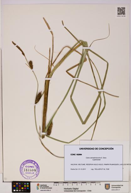 Carex aematorhyncha [Espécimen: UDEC:CONC:0182994]
