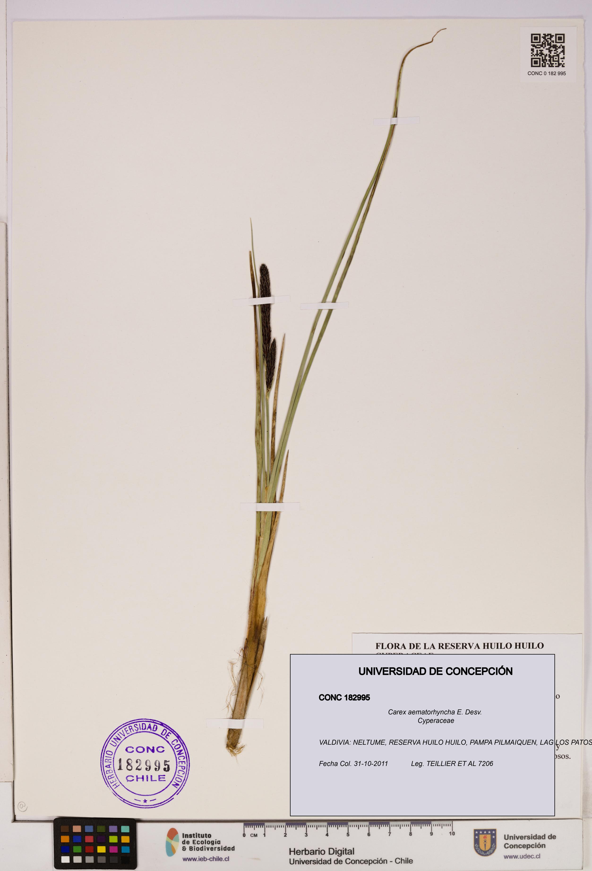 Carex aematorhyncha [Espécimen: UDEC:CONC:0182995]