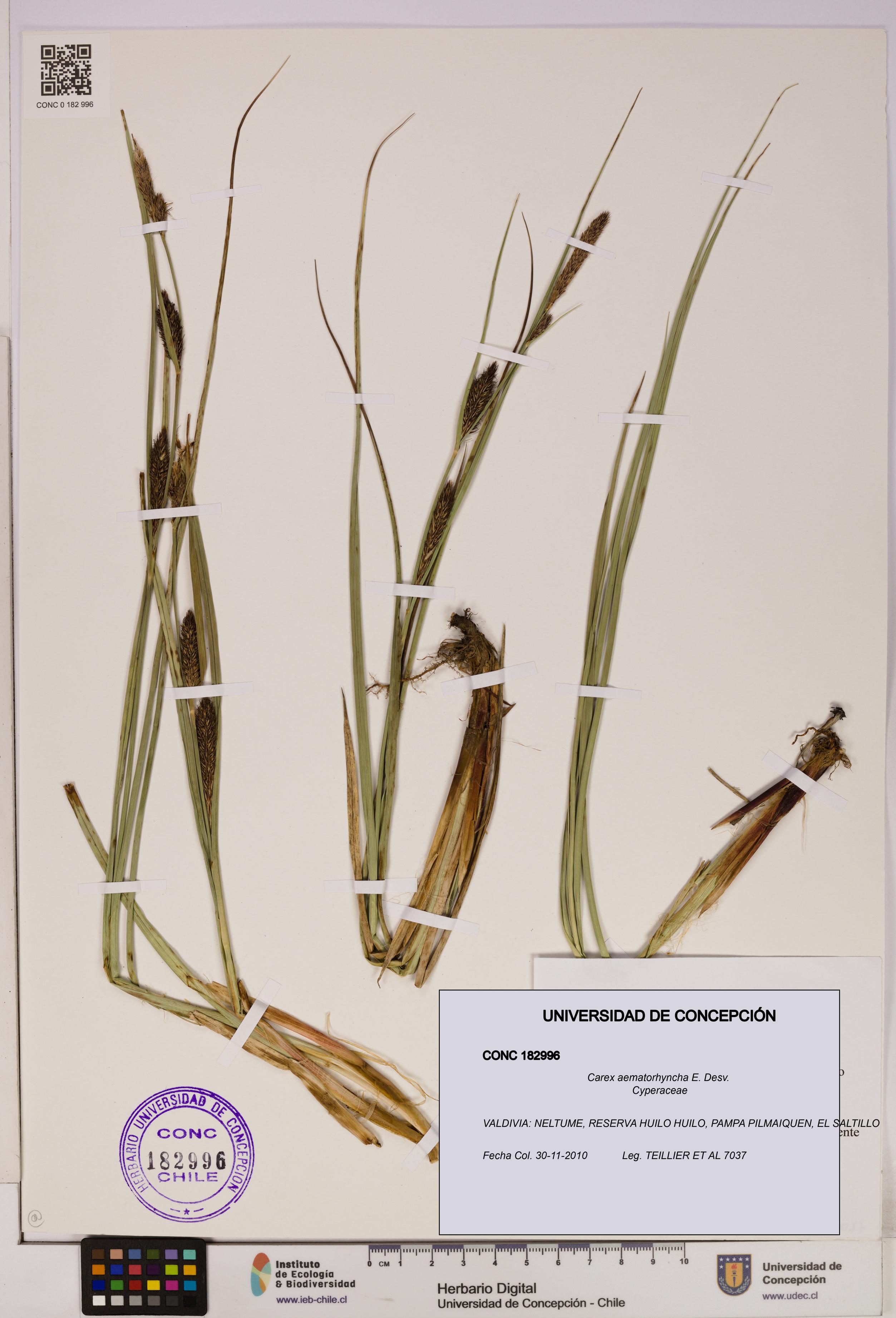 Carex aematorhyncha [Espécimen: UDEC:CONC:0182996]