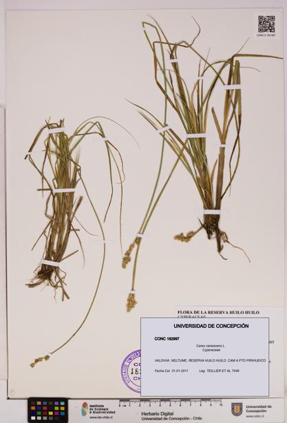 Carex canescens [Espécimen: UDEC:CONC:0182997]