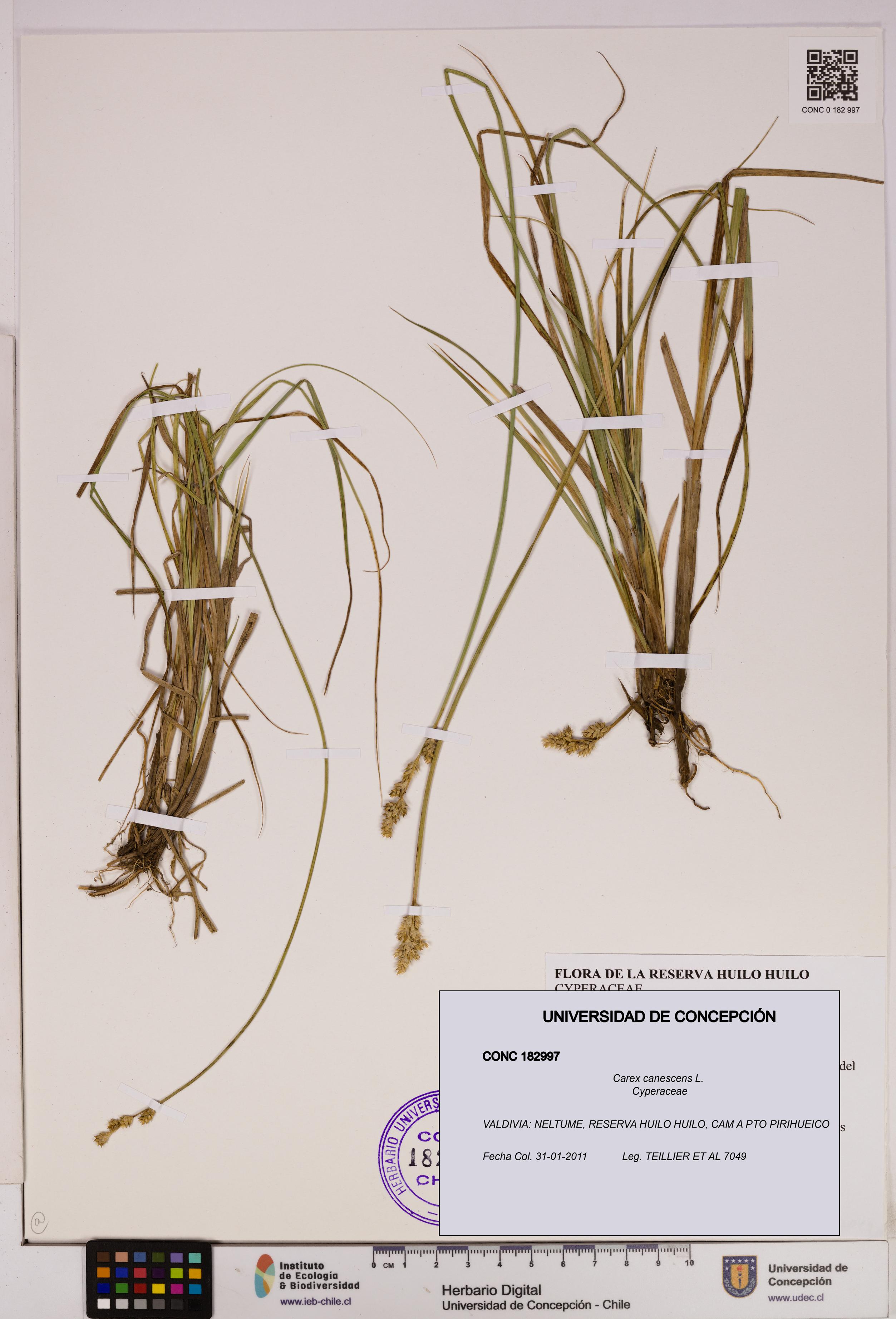 Carex canescens [Espécimen: UDEC:CONC:0182997]