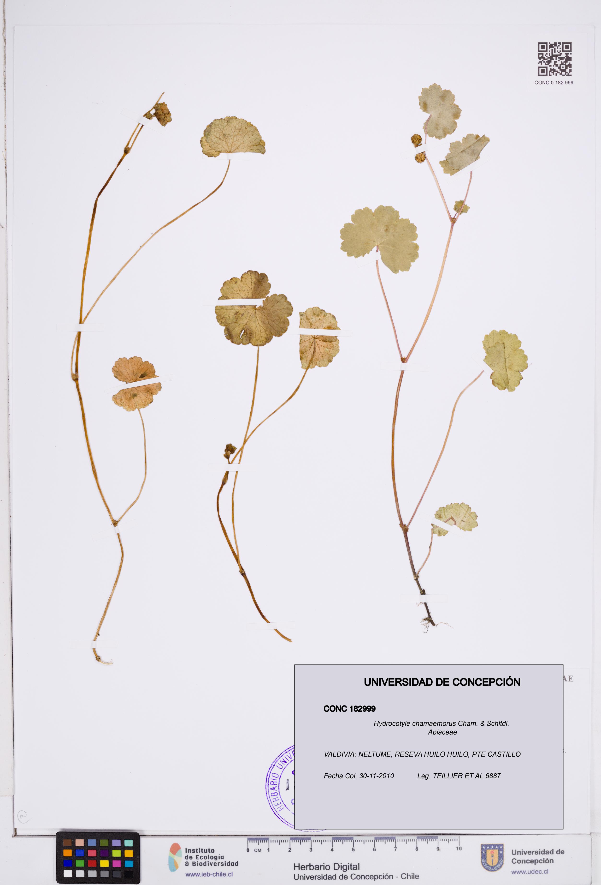 Hydrocotyle chamaemorus [Espécimen: ]