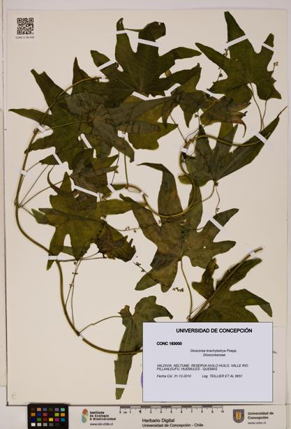Dioscorea brachybotrya [Espécimen: ]
