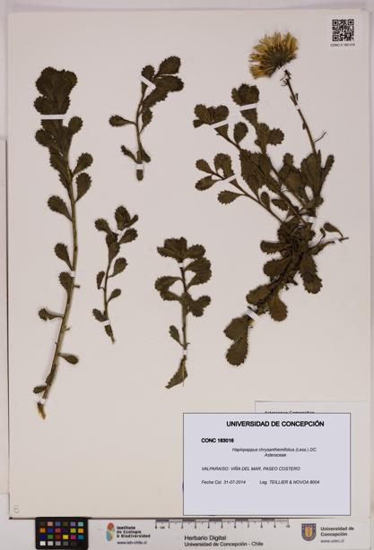 Haplopappus chrysanthemifolius [Espécimen: UDEC:CONC:0183016]