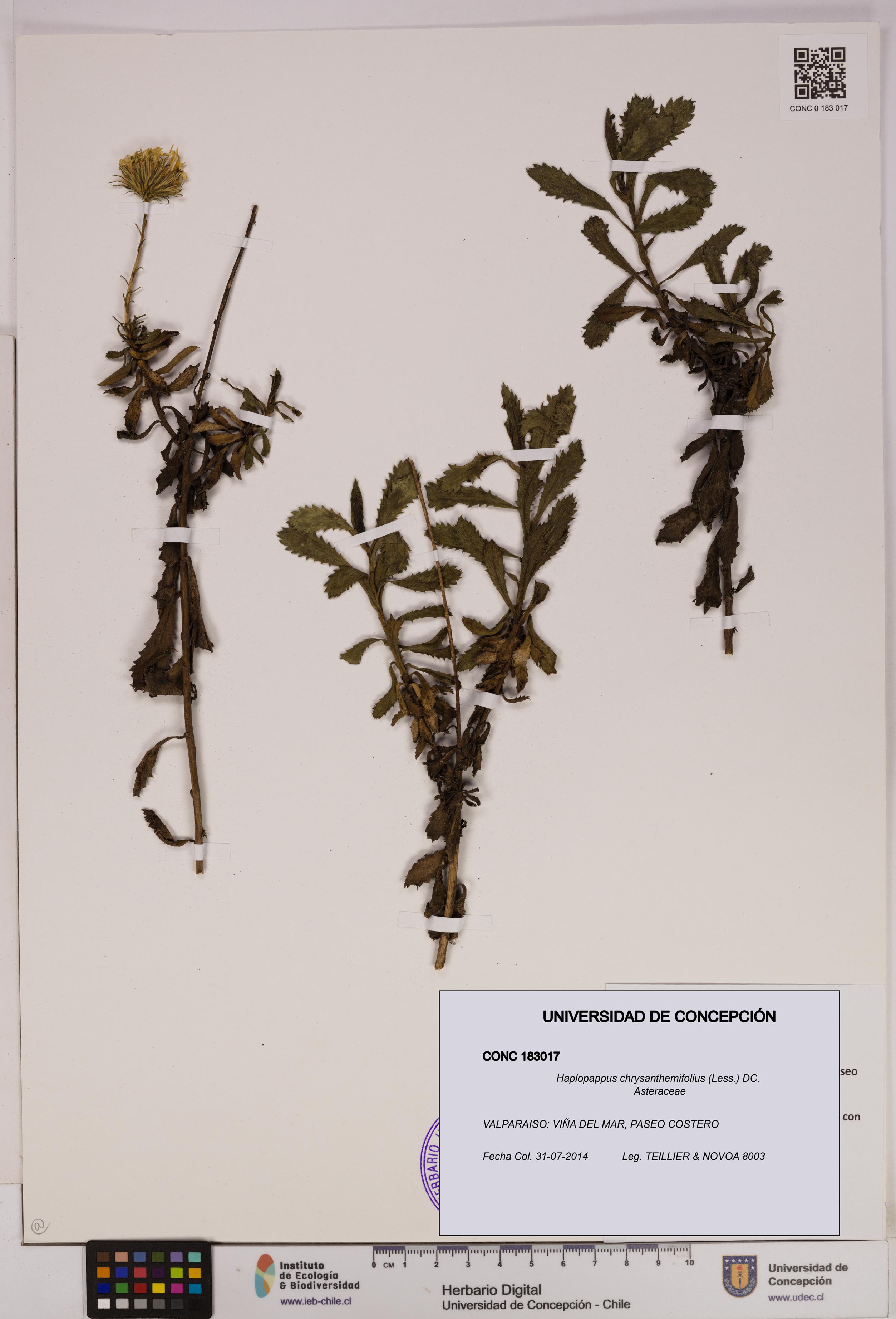 Haplopappus chrysanthemifolius [Espécimen: UDEC:CONC:0183017]