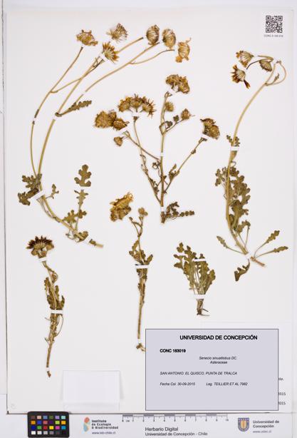 Senecio sinuatilobus [Espécimen: ]