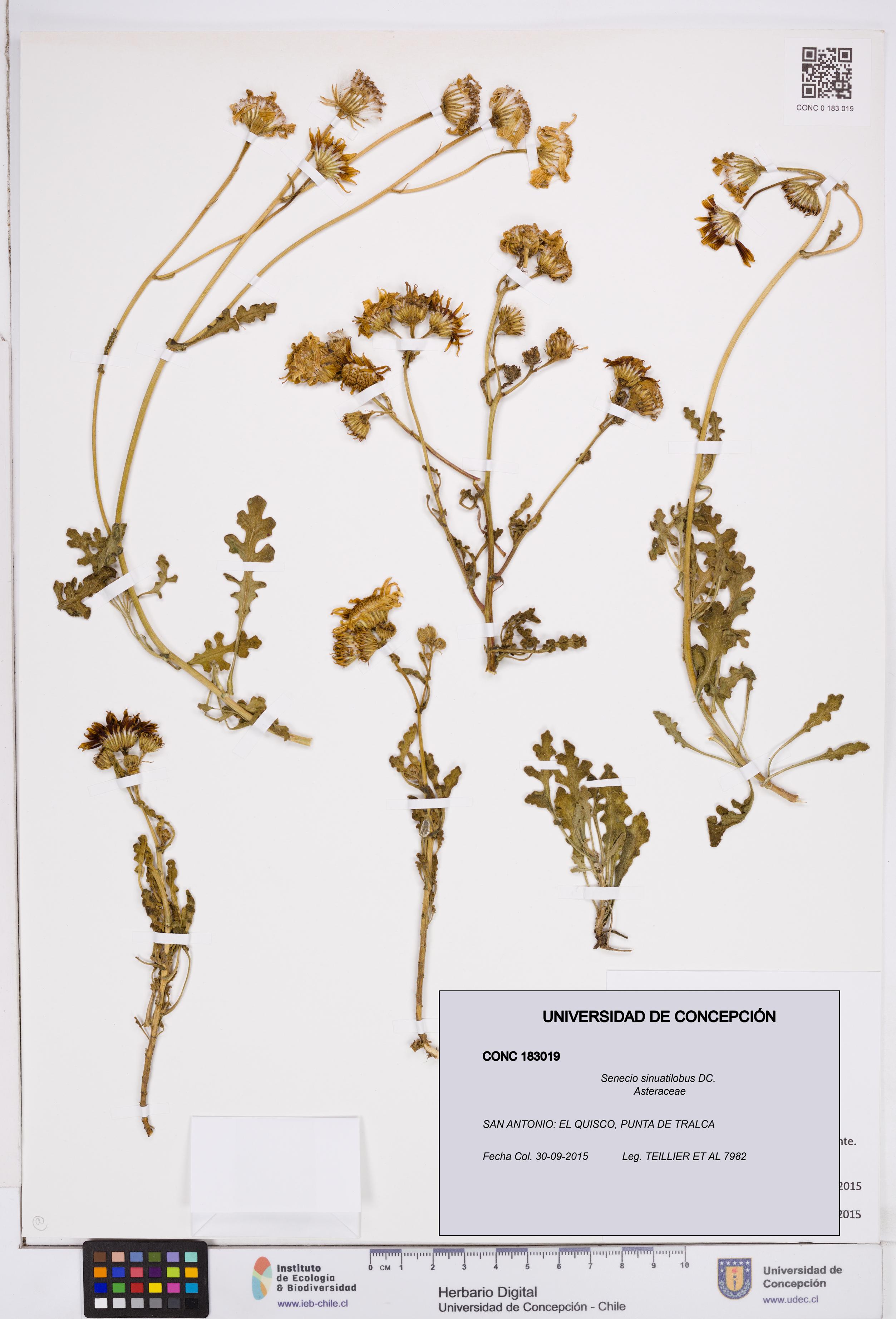 Senecio sinuatilobus [Espécimen: ]