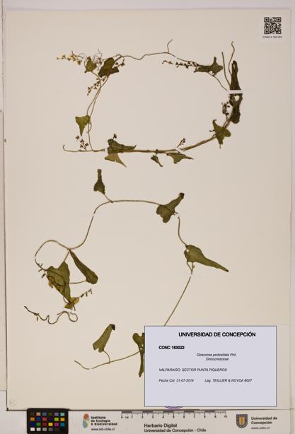 Dioscorea pedicellata [Espécimen: ]