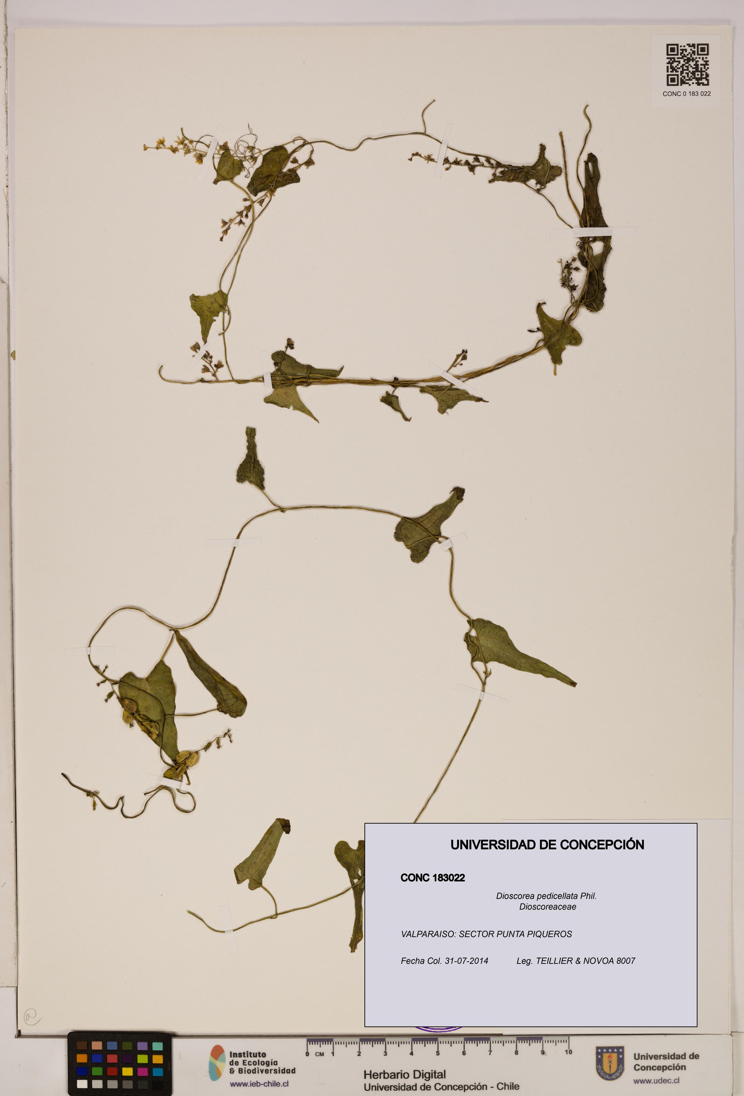 Dioscorea pedicellata [Espécimen: ]