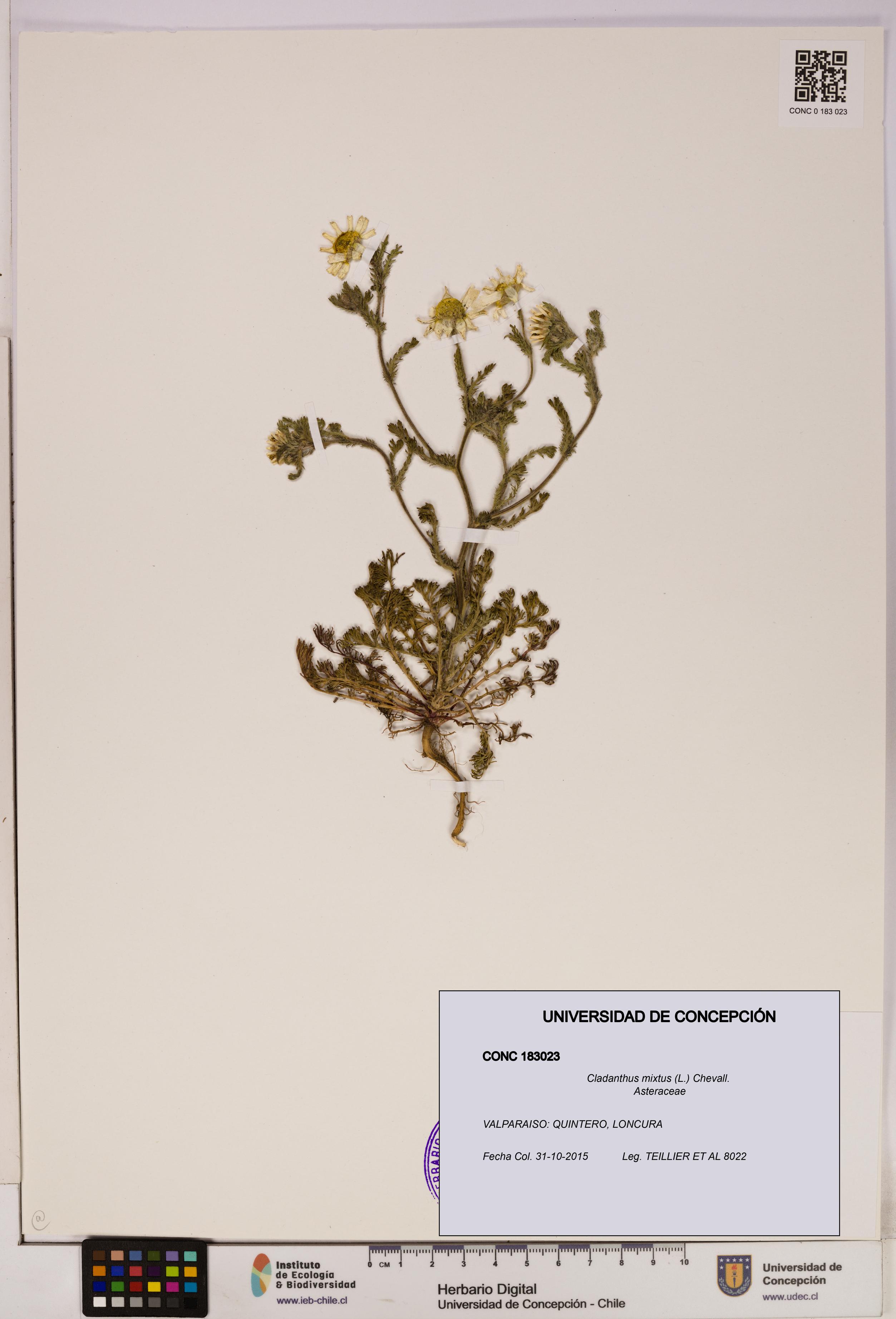 Cladanthus mixtus [Espécimen: UDEC:CONC:0183023]