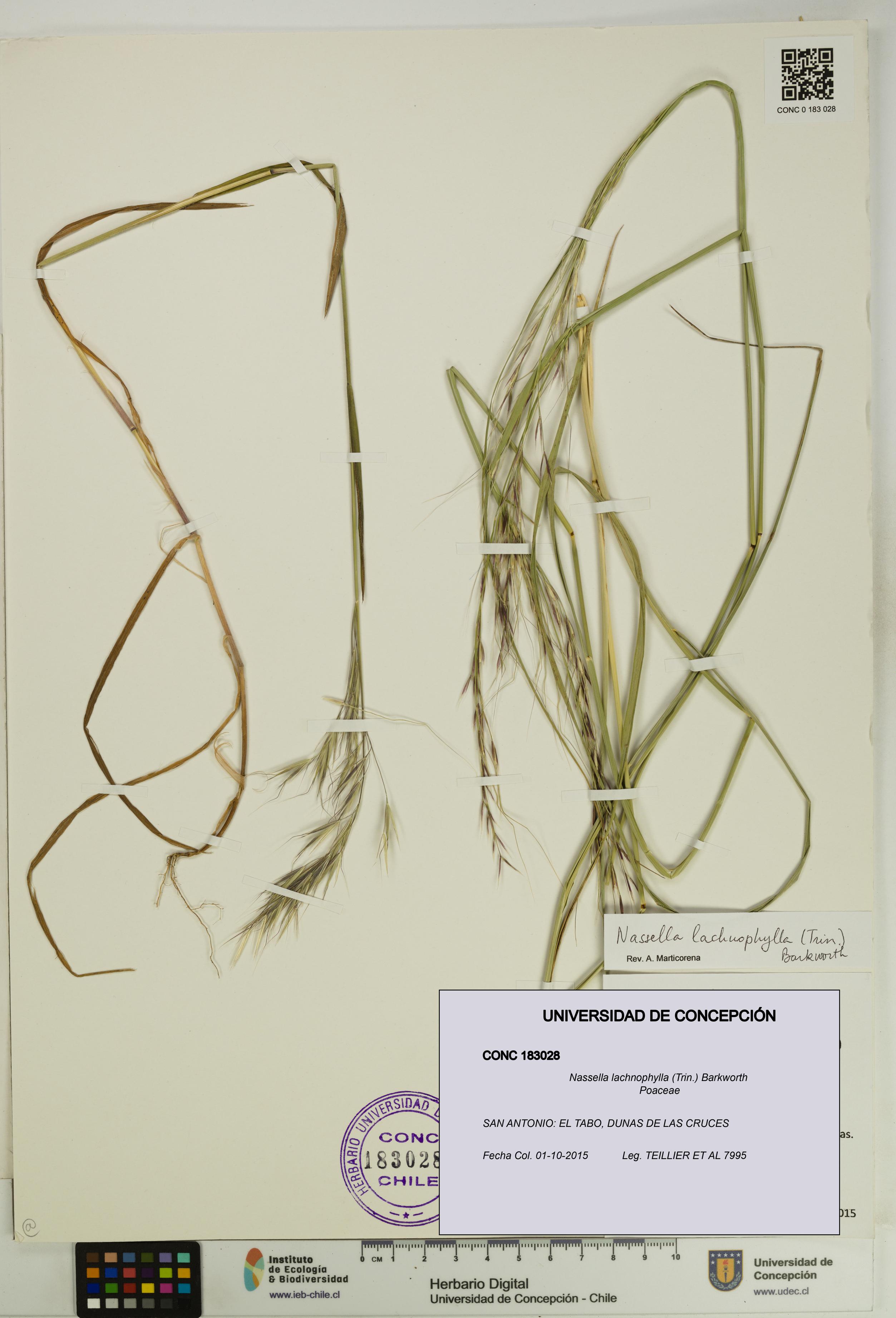Nassella lachnophylla [Espécimen: UDEC:CONC:0183028]