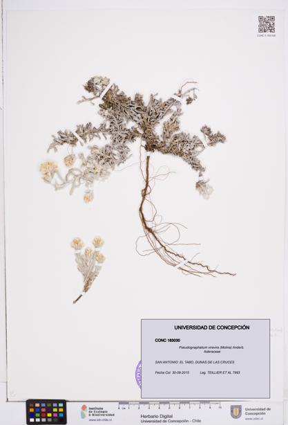 Pseudognaphalium viravira [Espécimen: ]