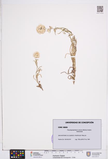 Pseudognaphalium viravira [Espécimen: ]