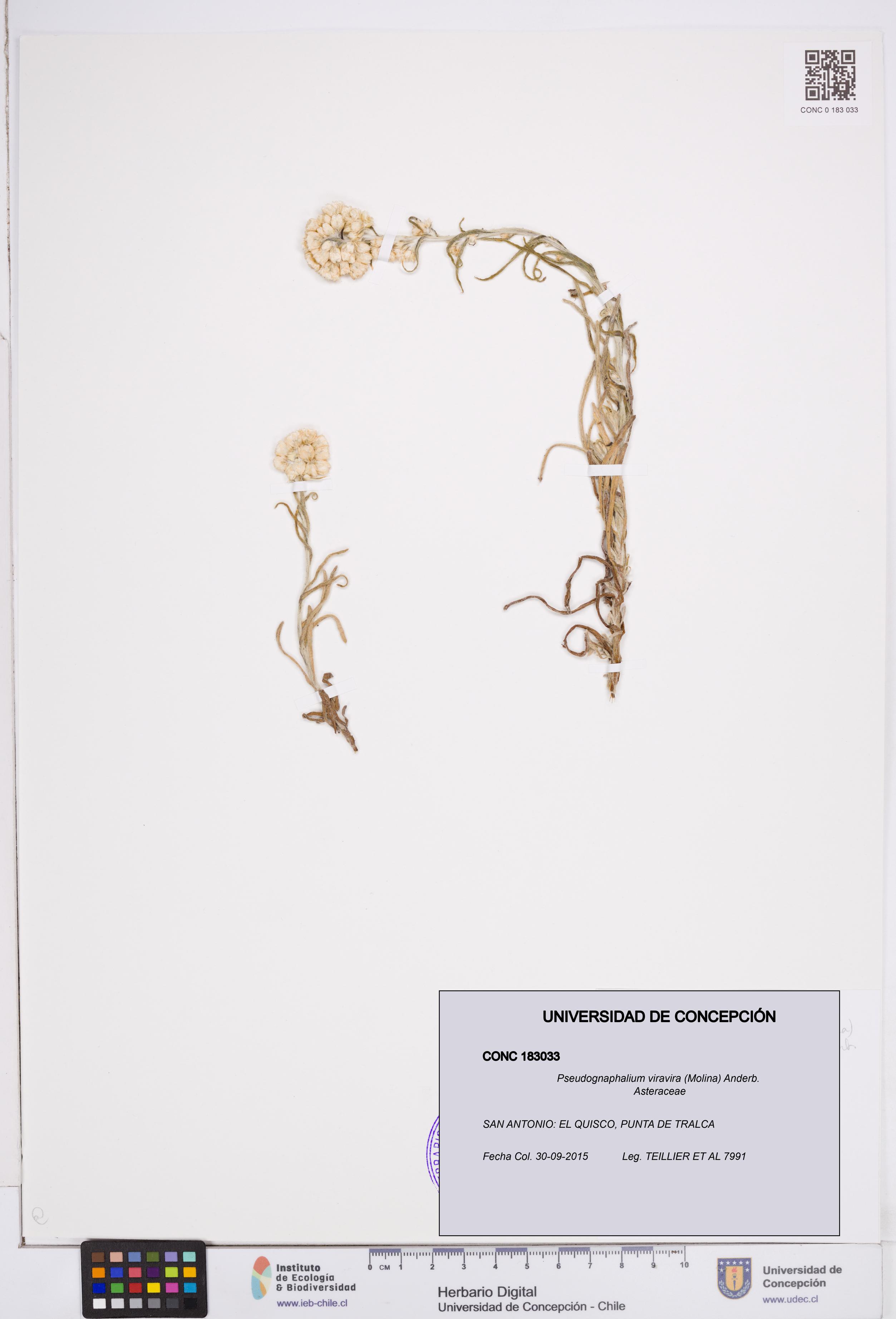 Pseudognaphalium viravira [Espécimen: ]