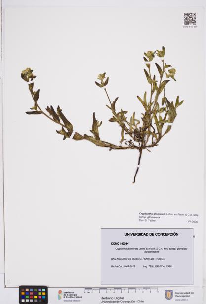 Cryptantha glomerata subsp. glomerata [Espécimen: ]