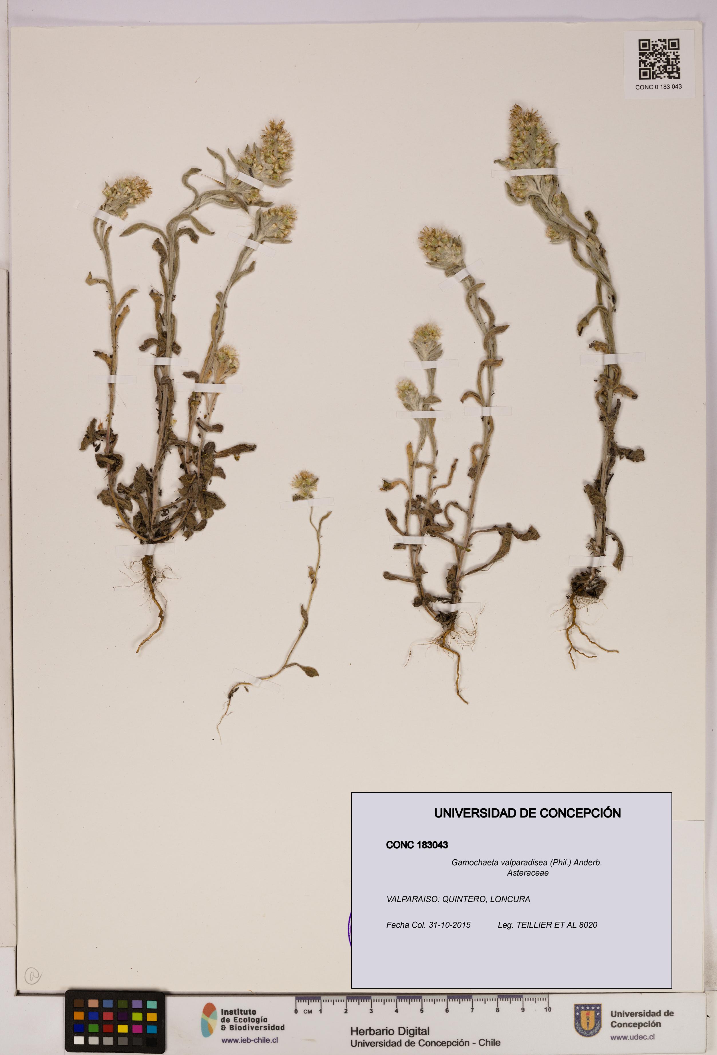 Gamochaeta valparadisea [Espécimen: UDEC:CONC:0183043]