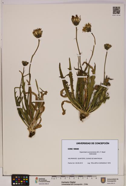 Hypochaeris scorzonerae [Espécimen: UDEC:CONC:0183046]