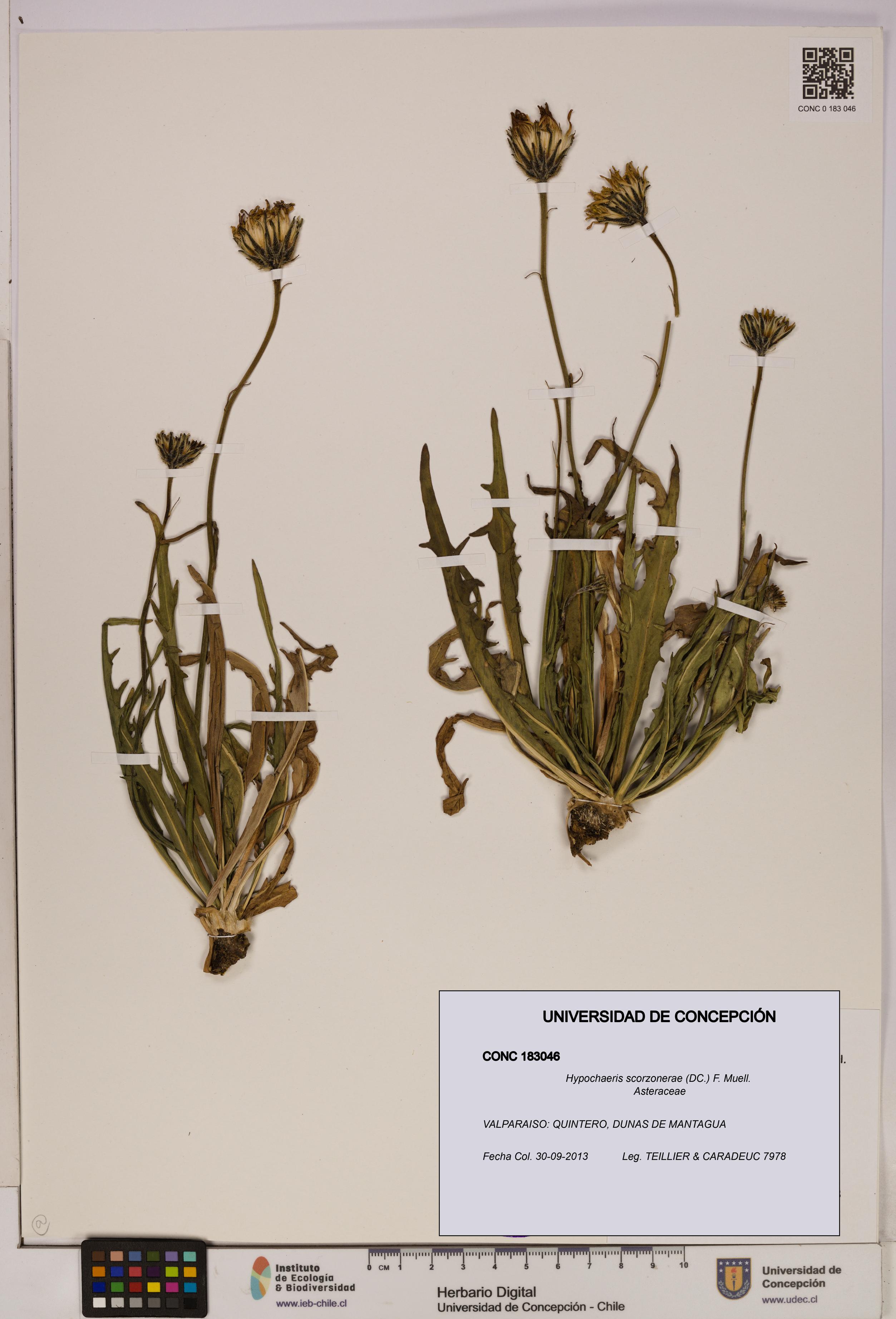 Hypochaeris scorzonerae [Espécimen: UDEC:CONC:0183046]