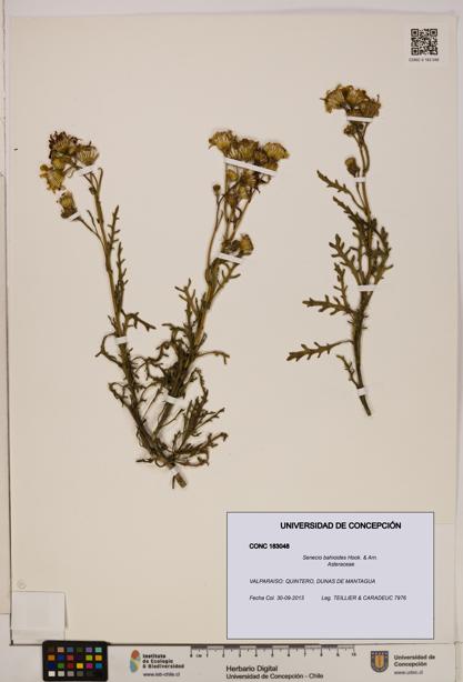 Senecio bahioides [Espécimen: UDEC:CONC:0183048]
