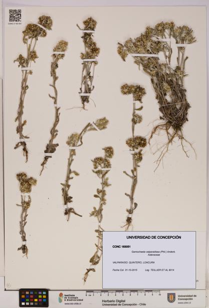 Gamochaeta valparadisea [Espécimen: UDEC:CONC:0183051]