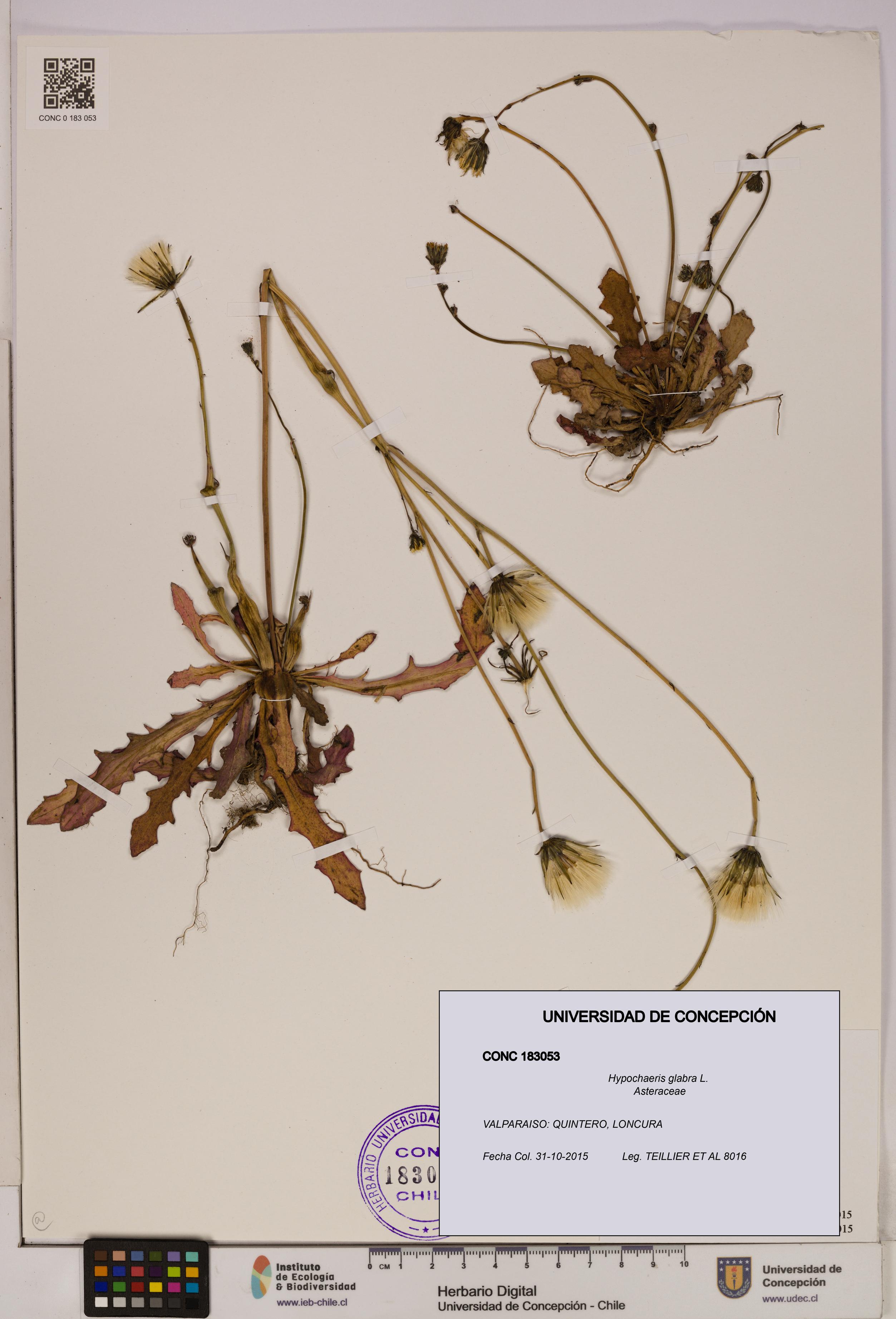 Hypochaeris glabra [Espécimen: UDEC:CONC:0183053]