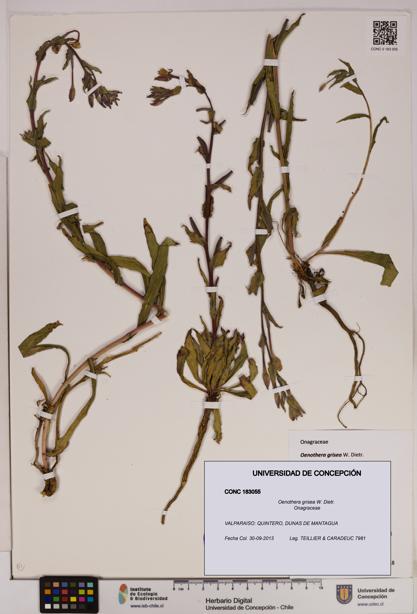Oenothera grisea [Espécimen: UDEC:CONC:0183055]