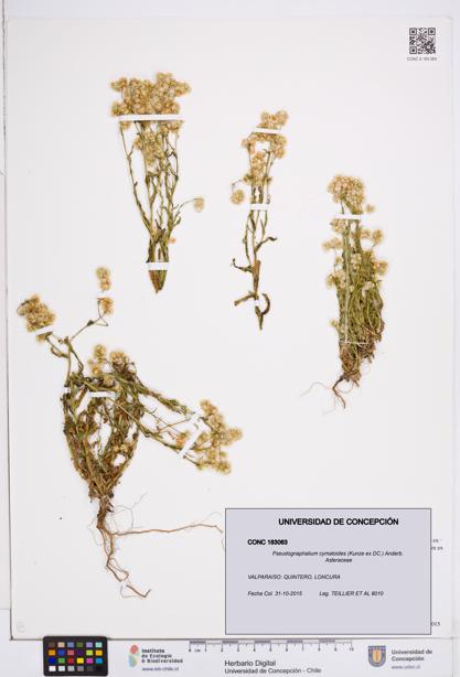 Pseudognaphalium cymatoides [Espécimen: ]