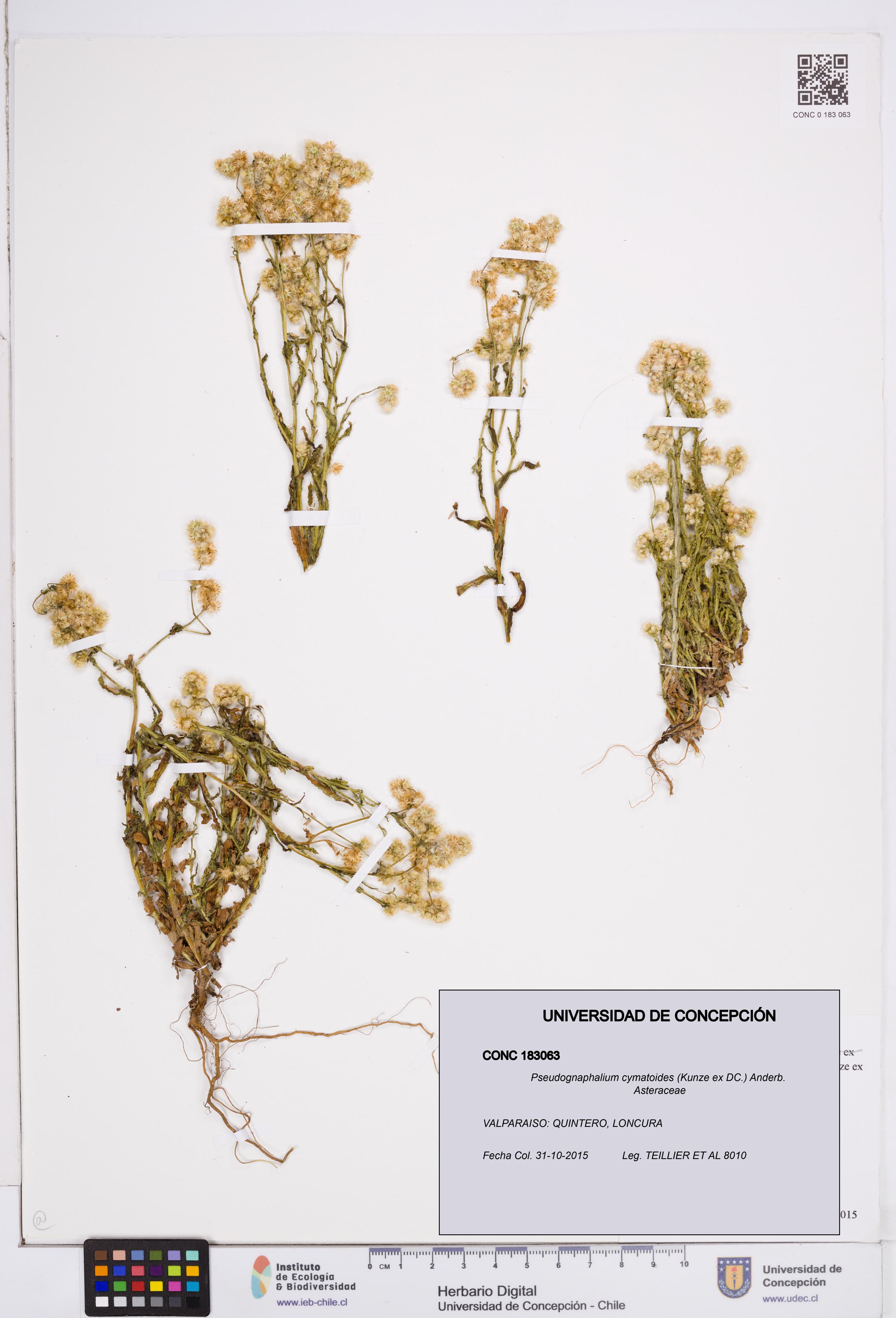 Pseudognaphalium cymatoides [Espécimen: ]