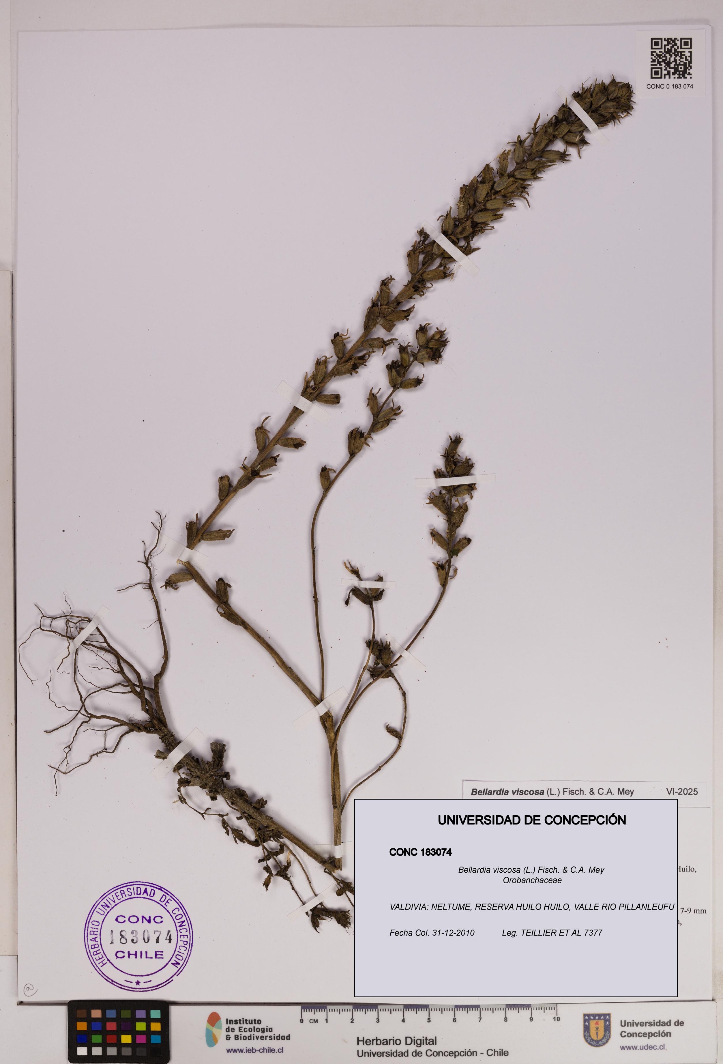 Bellardia viscosa [Espécimen: UDEC:CONC:0183074]