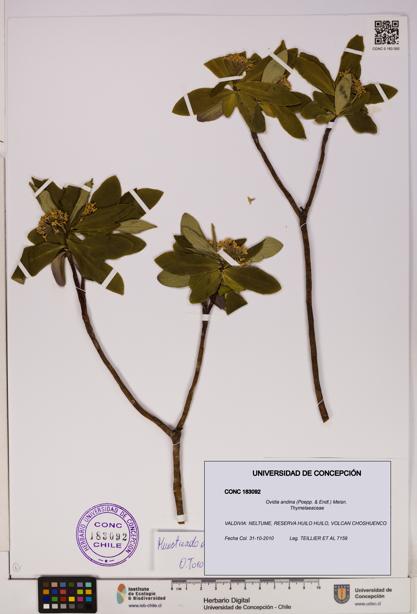 Ovidia andina [Espécimen: UDEC:CONC:0183092]