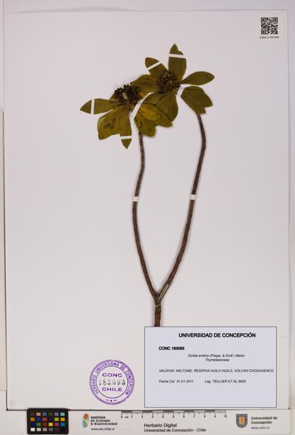 Ovidia andina [Espécimen: UDEC:CONC:0183093]